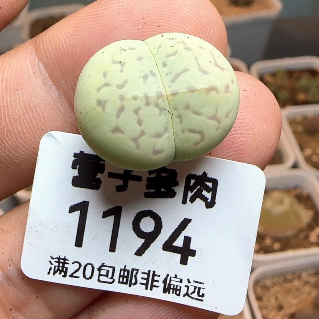 绿大白福利。