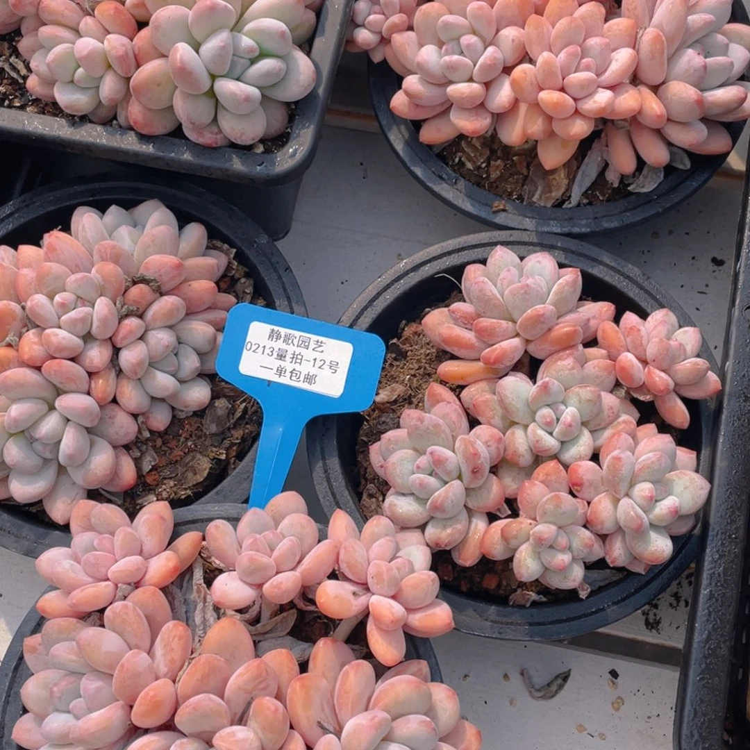 0213-12-全状态精品粉香水一颗