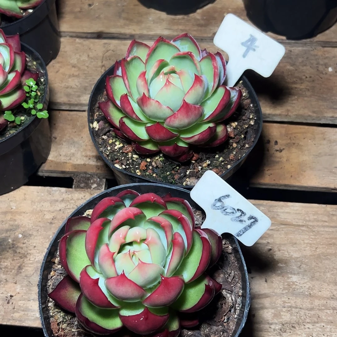 惊鸿仙子6027.4号两颗