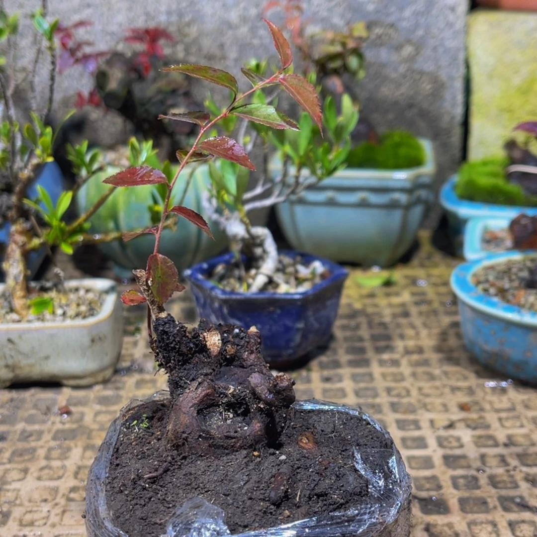 青***尘当前无花朵，栽培后可花朵