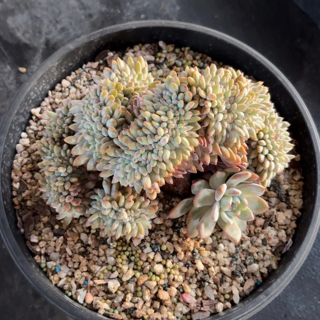 叶插梦露缀化，库存2000盆