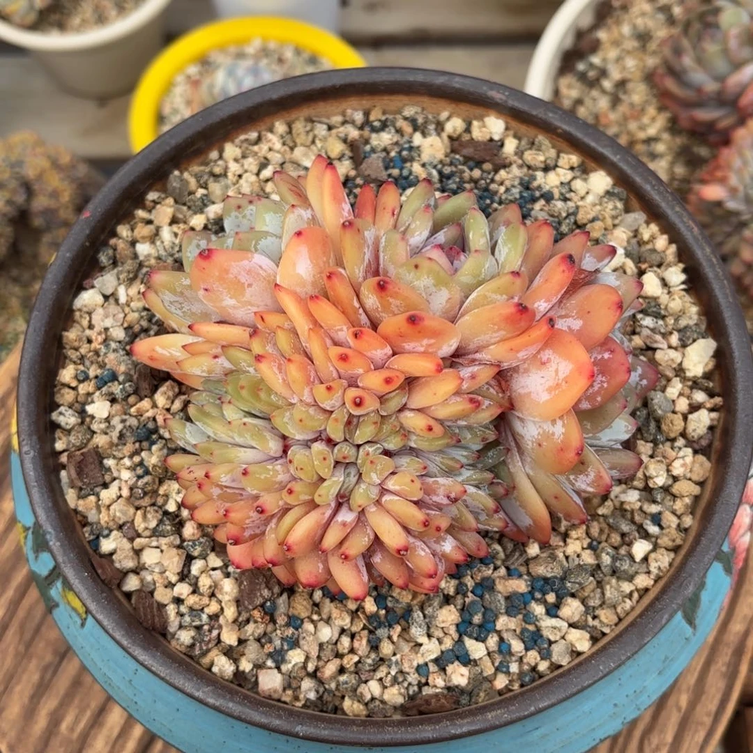 精品叶插橙梦露缀化。