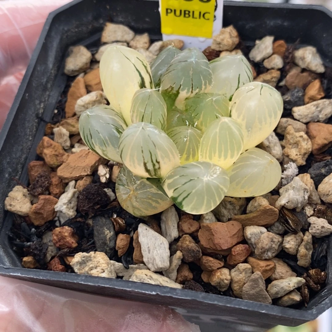 458号om玉露锦带盆