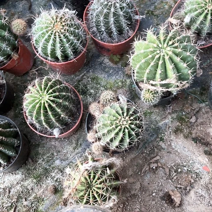 连*实生彩草福利球4颗