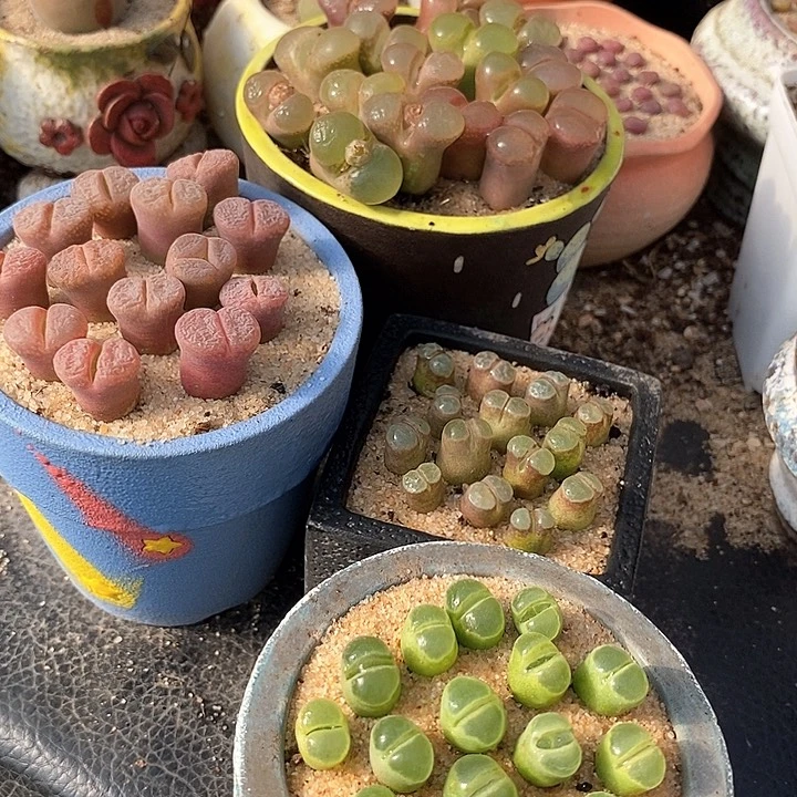 4523粉红少女➕y400➕c10➕磁铁