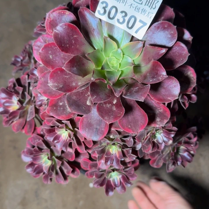 30307金丝多肉枝植物