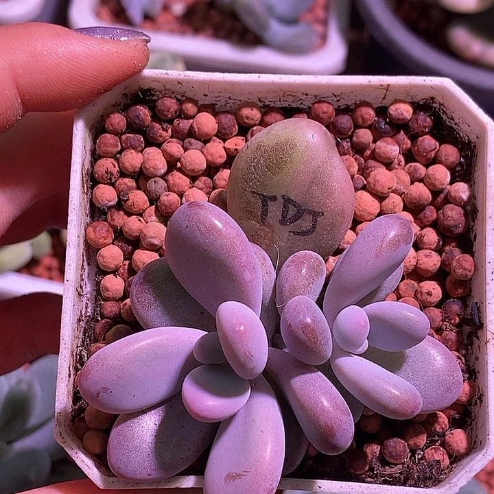 桃蛋锦多肉植物多肉