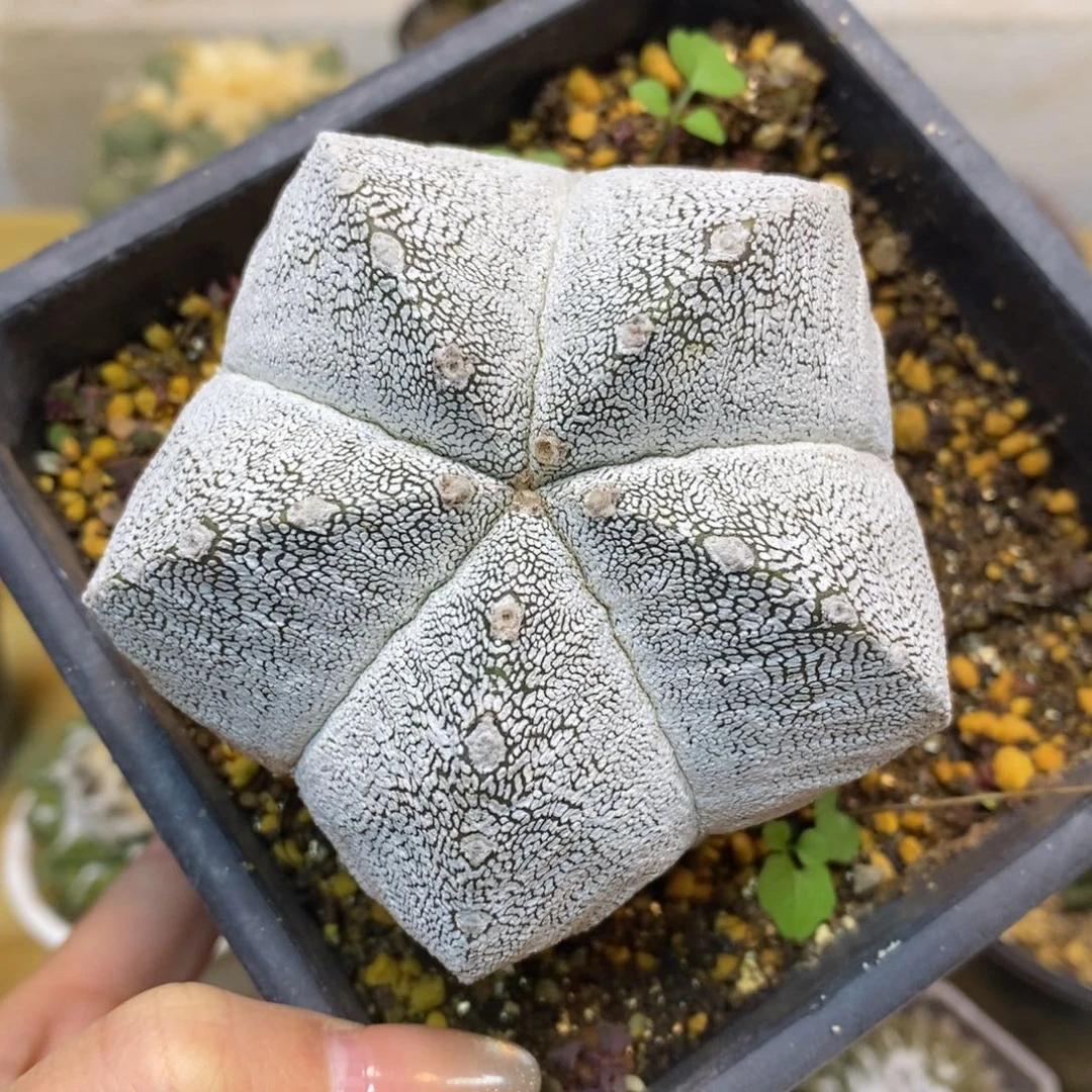 41号  自根恩冢8公分