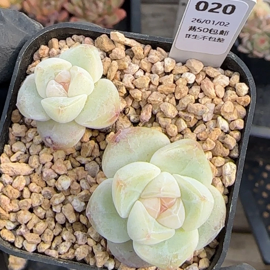 020   冰玉  5厘米盆