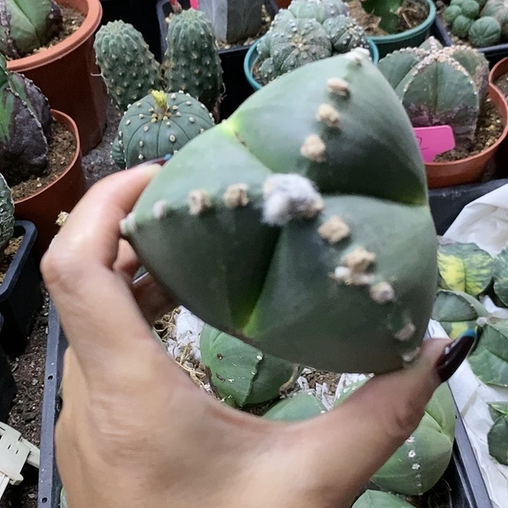 花花草草花花草草