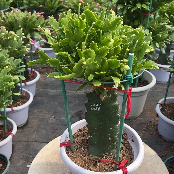 白盆双色尾号0919