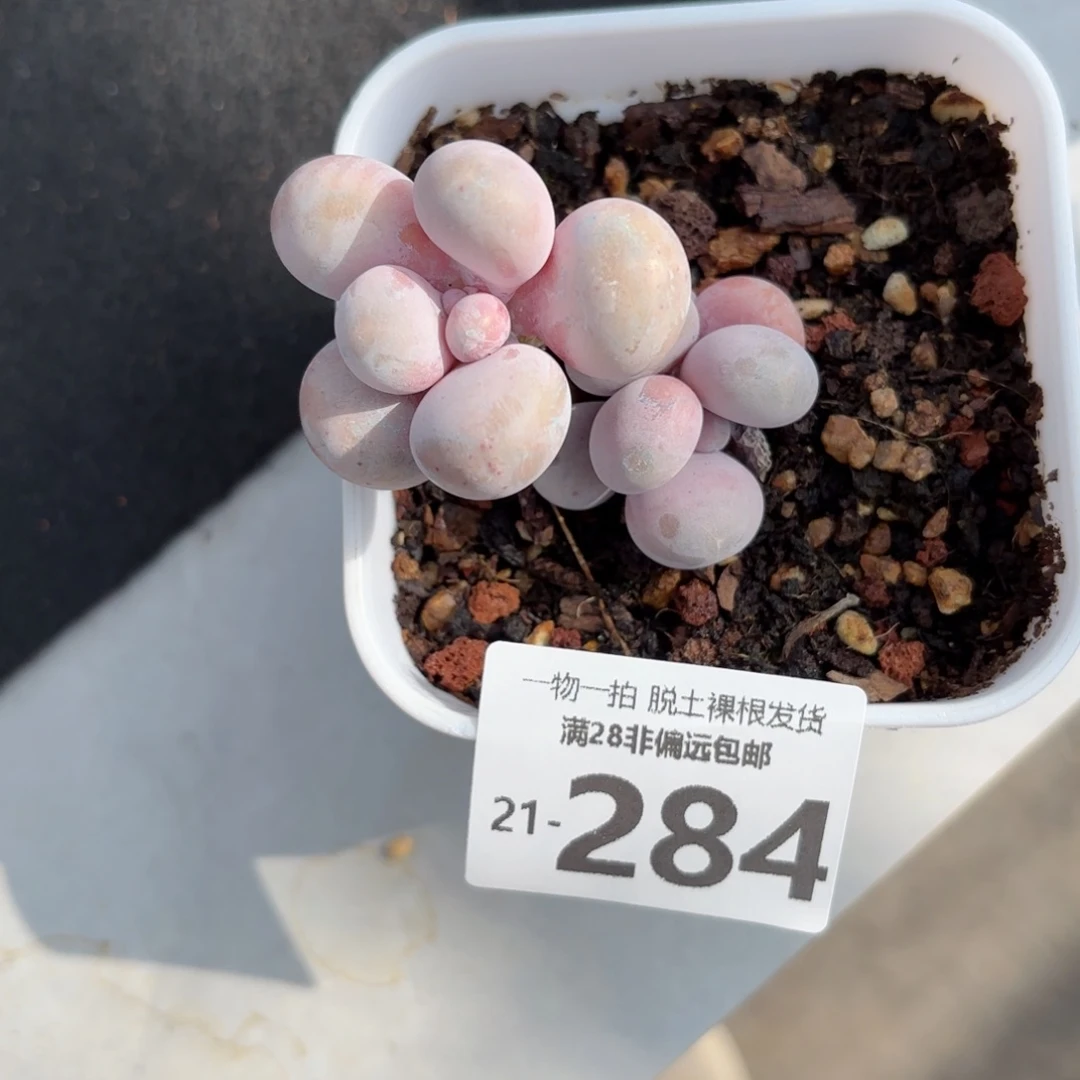 奶酪多肉多肉多肉多肉