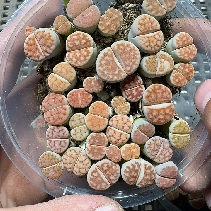 281 多肉植物多肉植物
