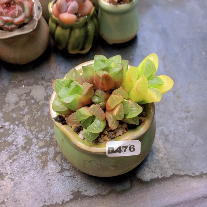 一物一拍含盆土满38包邮B476