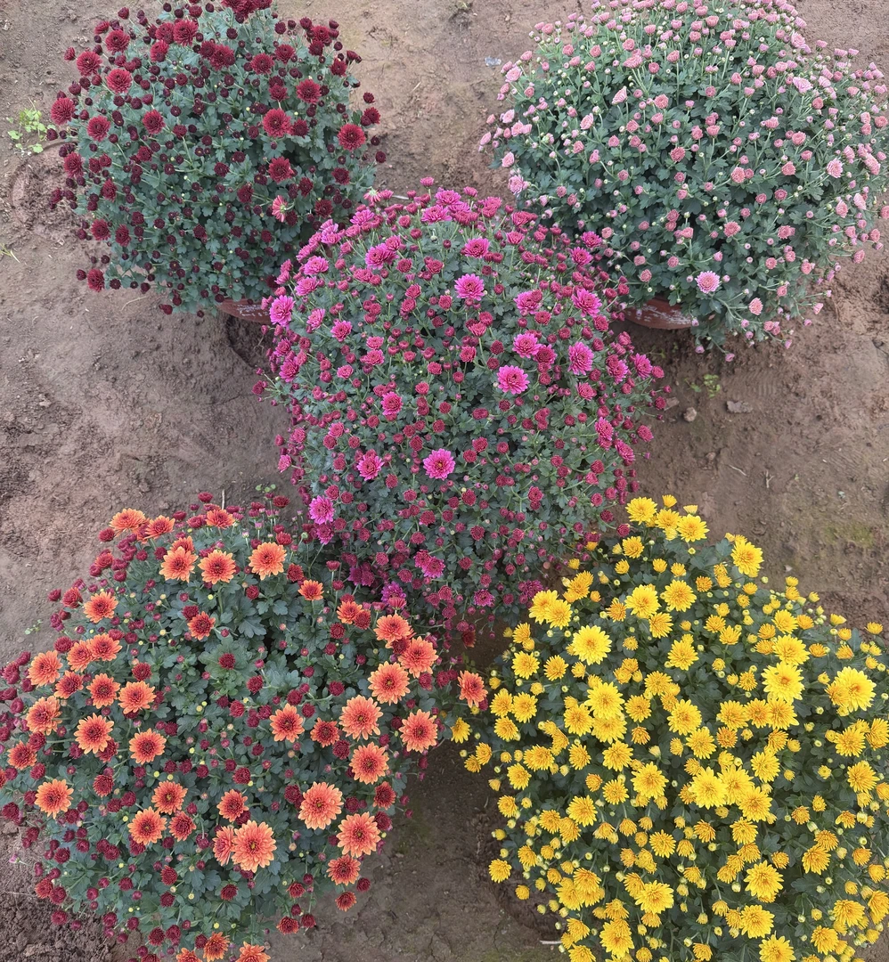 球菊花盆栽糖果甜心球菊花苗阳台庭院爆花多年生耐热带花苞好成活