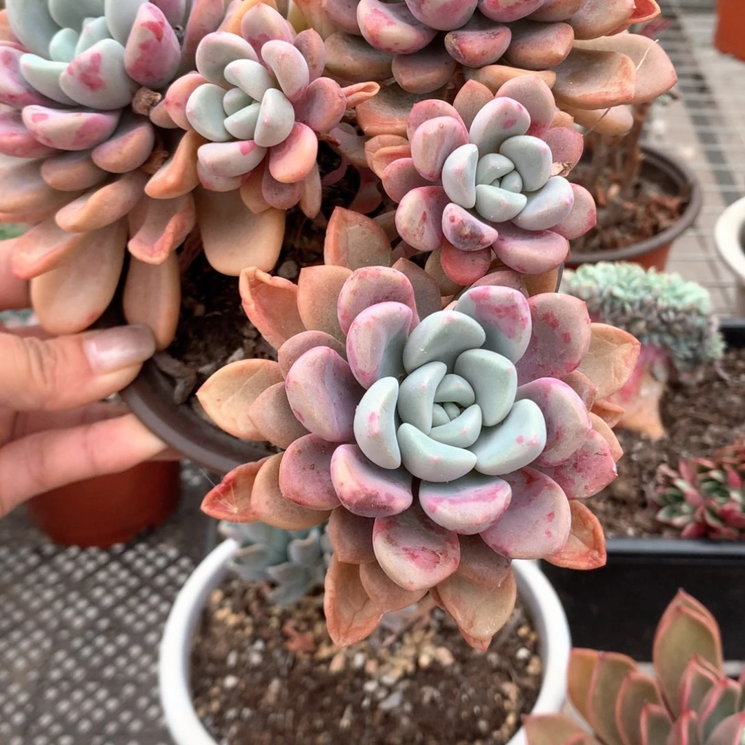 旧**远花斑露多肉植物群生