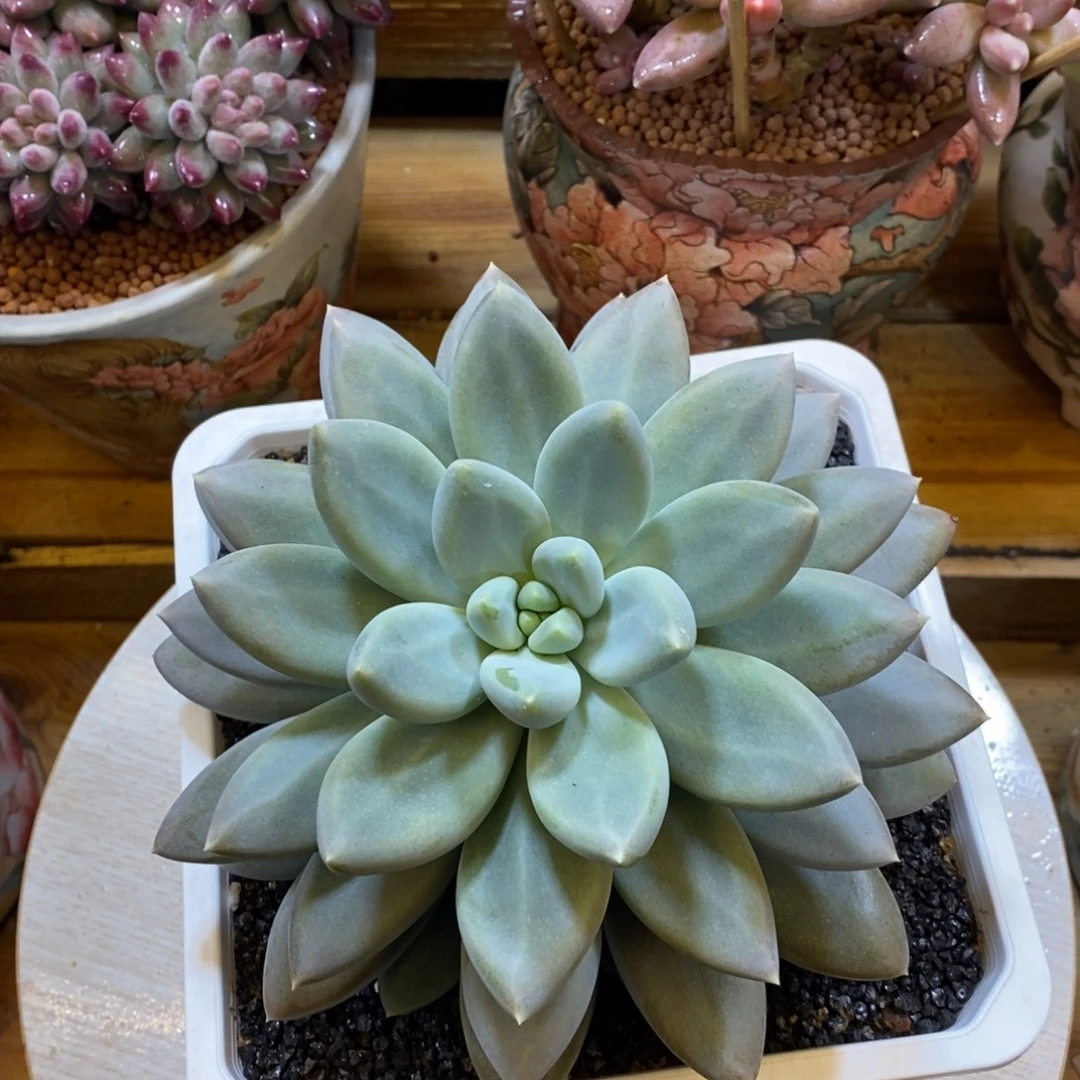 单头哥特萝莉多肉