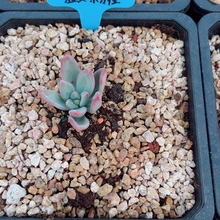赫本露丝多肉植物