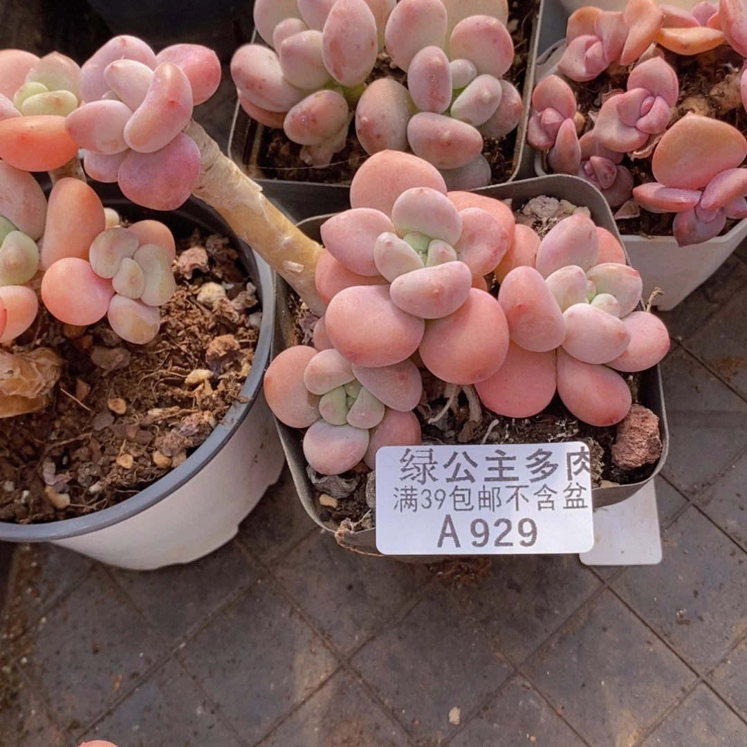 樱花洛神6cm929多肉植物