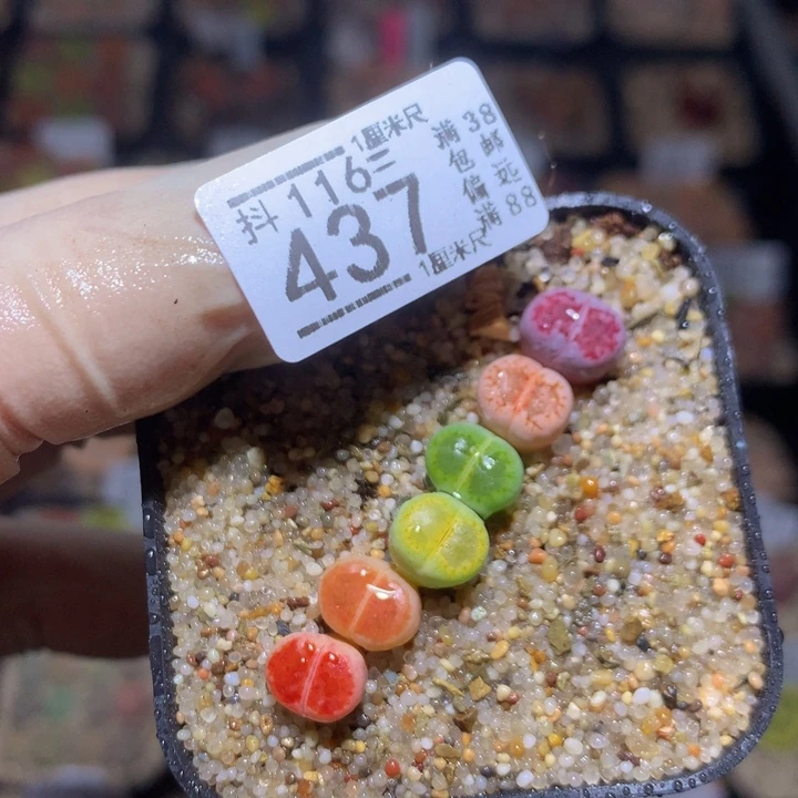 精品生石花116.437