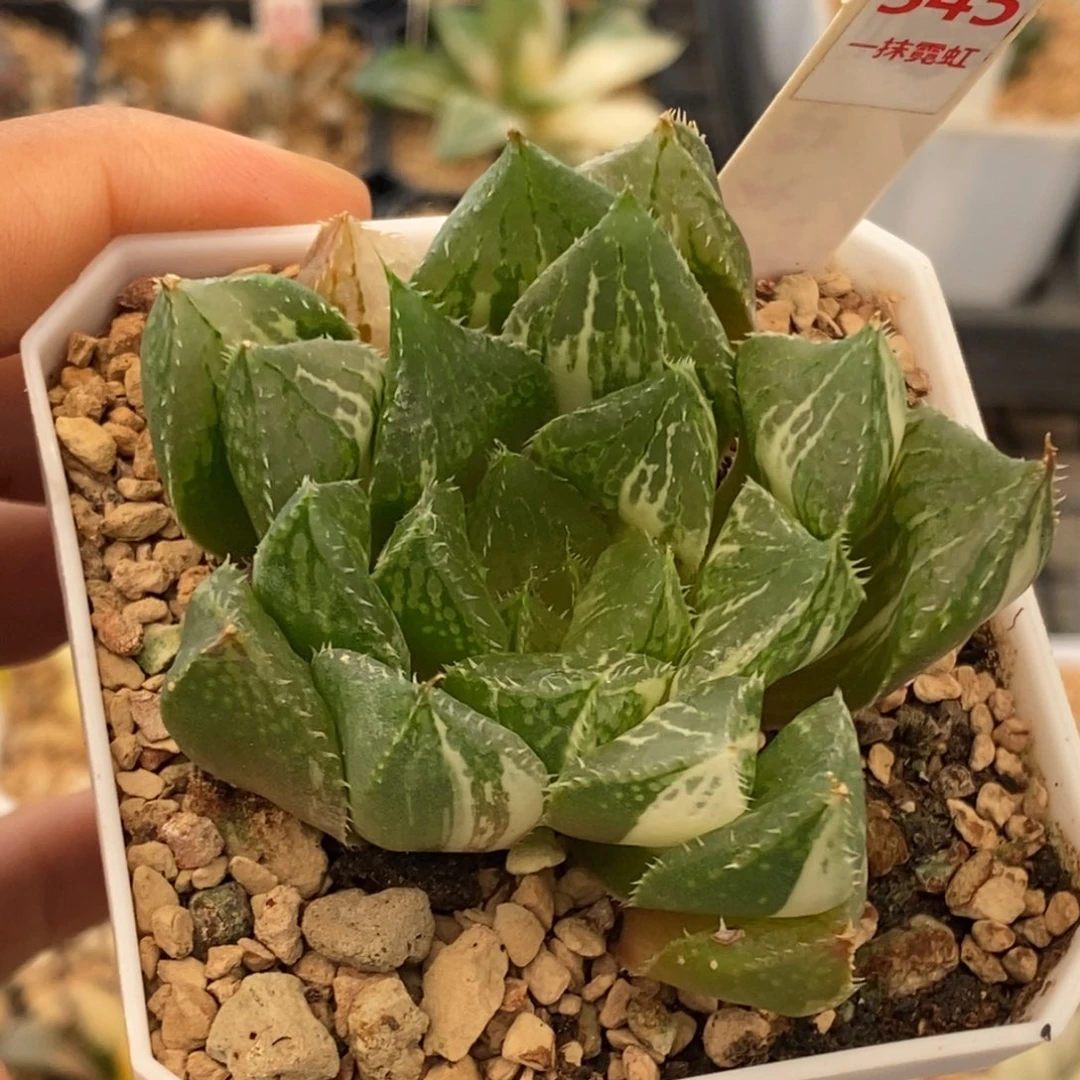 345号宝莲灯锦带盆