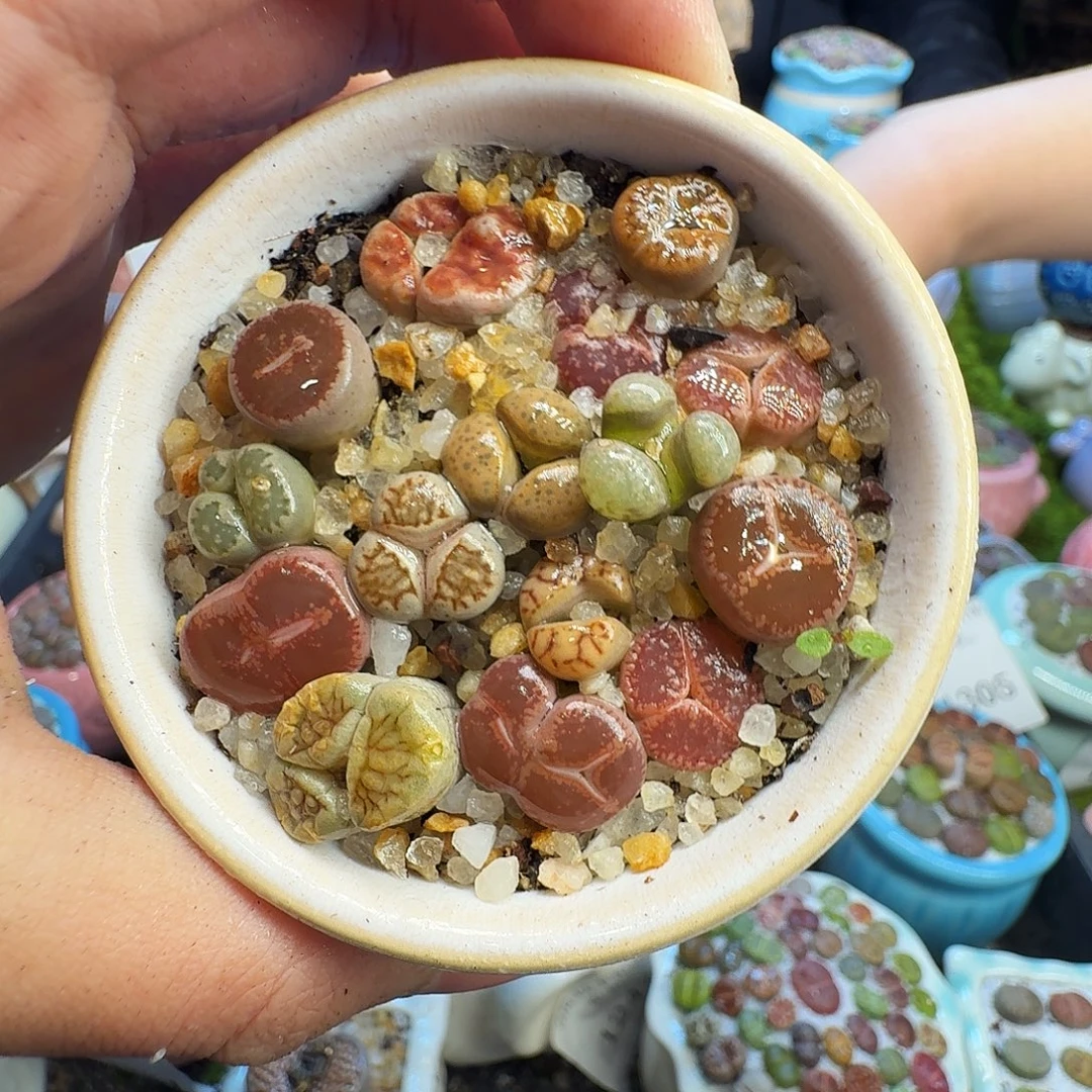 多肉葡萄干和水果1404