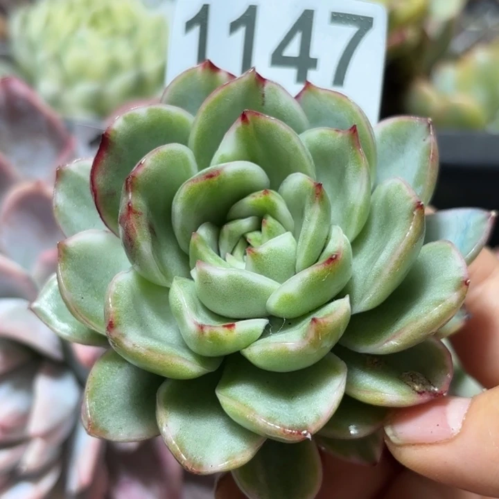 头盖无根多肉植物满18包邮当场凑单