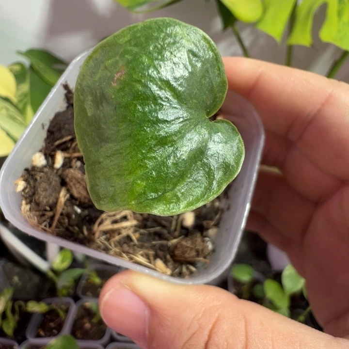 虎***爷完全开放龟背竹种苗