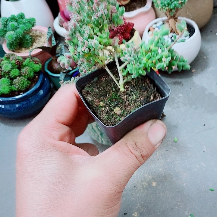 红宝石枝干多肉1111111111