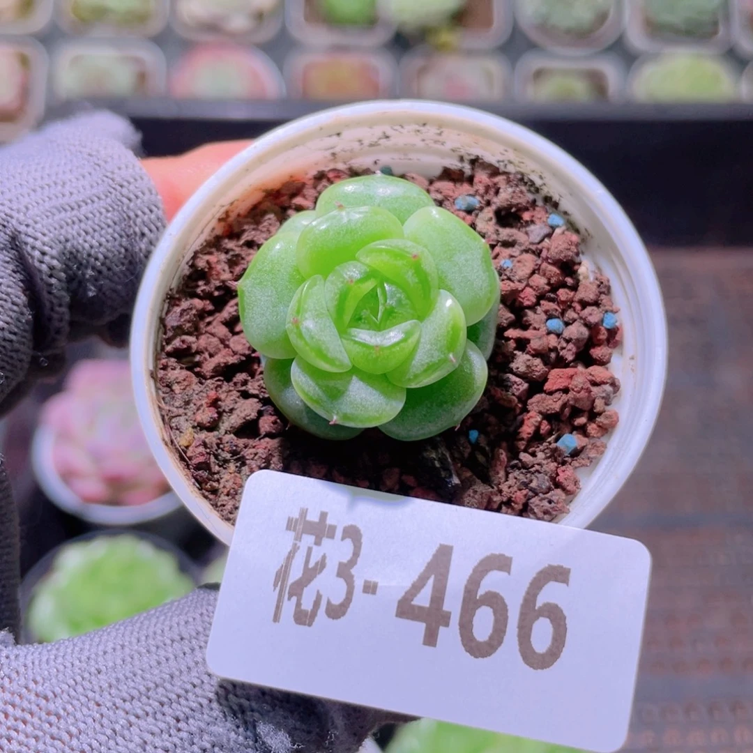 花利美 3-466玉果