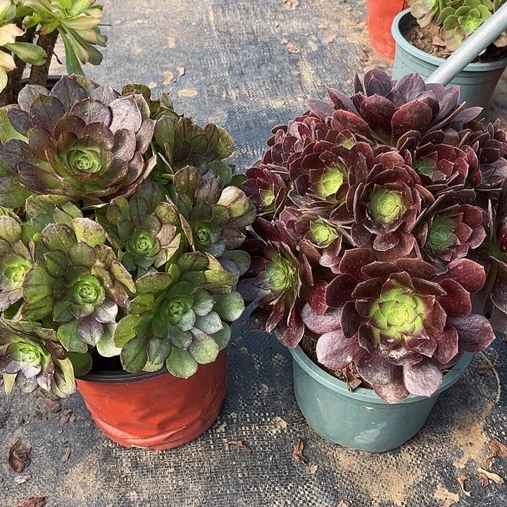 127号两个组合多肉植物