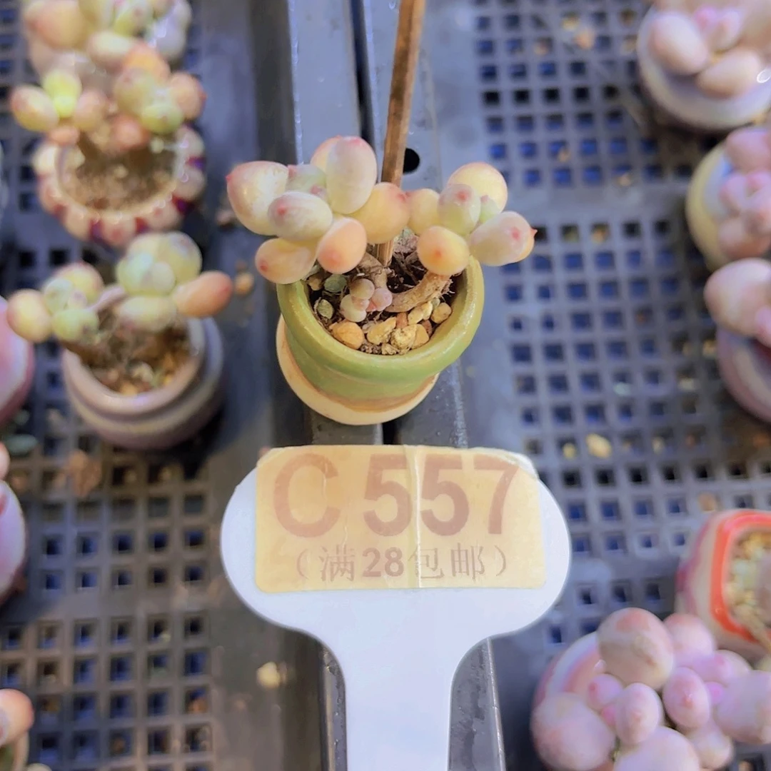 C557萤火虫奶酪一物一拍