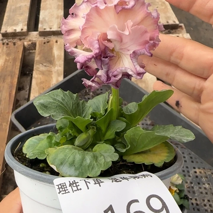 无花朵L169角堇小苗一物一拍苗晃
