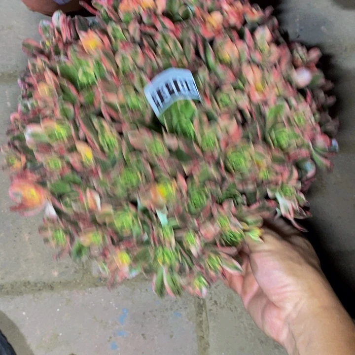 13105号甜茶法师