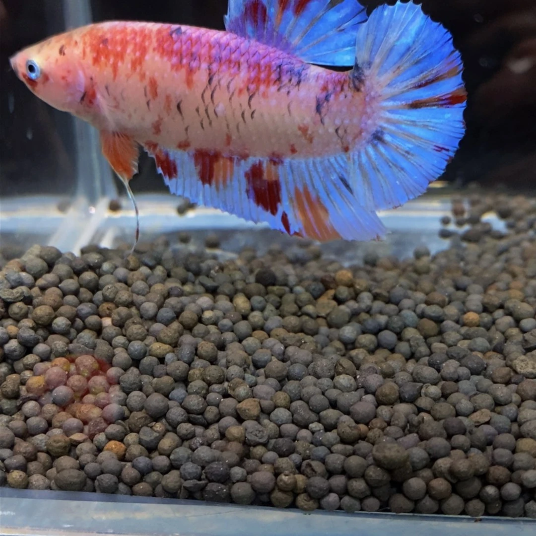 热带鱼公343巨斗