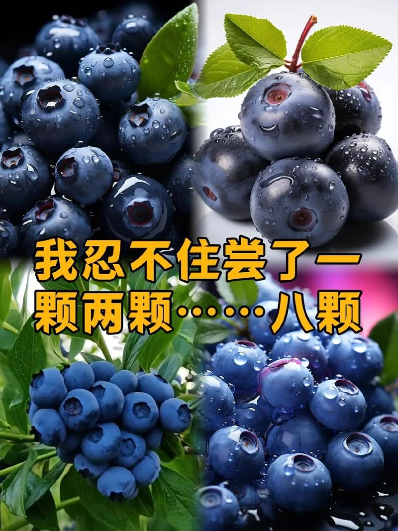顺丰包邮新鲜现摘当季蓝莓酸甜多汁果园产地直发