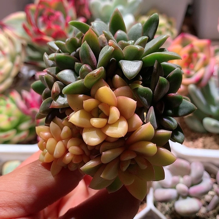 葡萄群生锦十三头