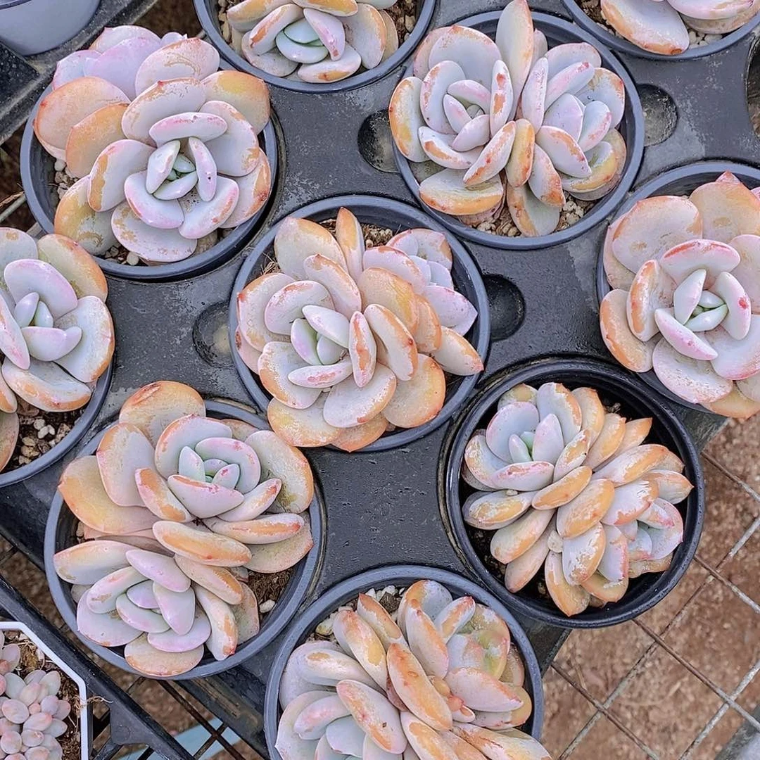 0602- 双头福利奶茶一颗 量拍