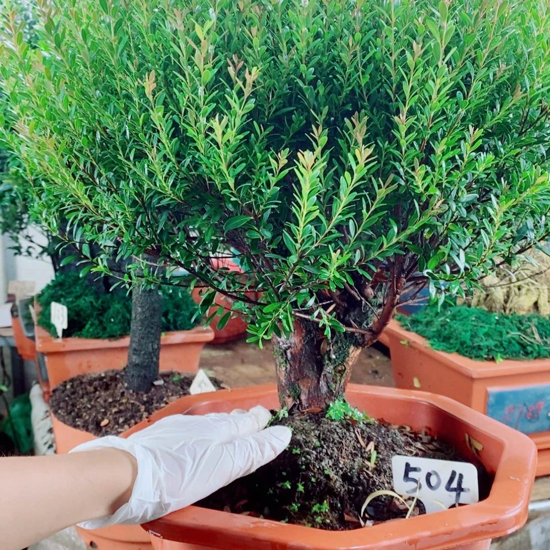 熙***阳完全开放504编号赤楠