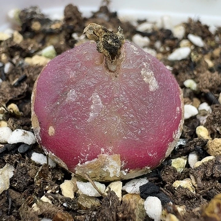 老马生石花2.1灯泡215