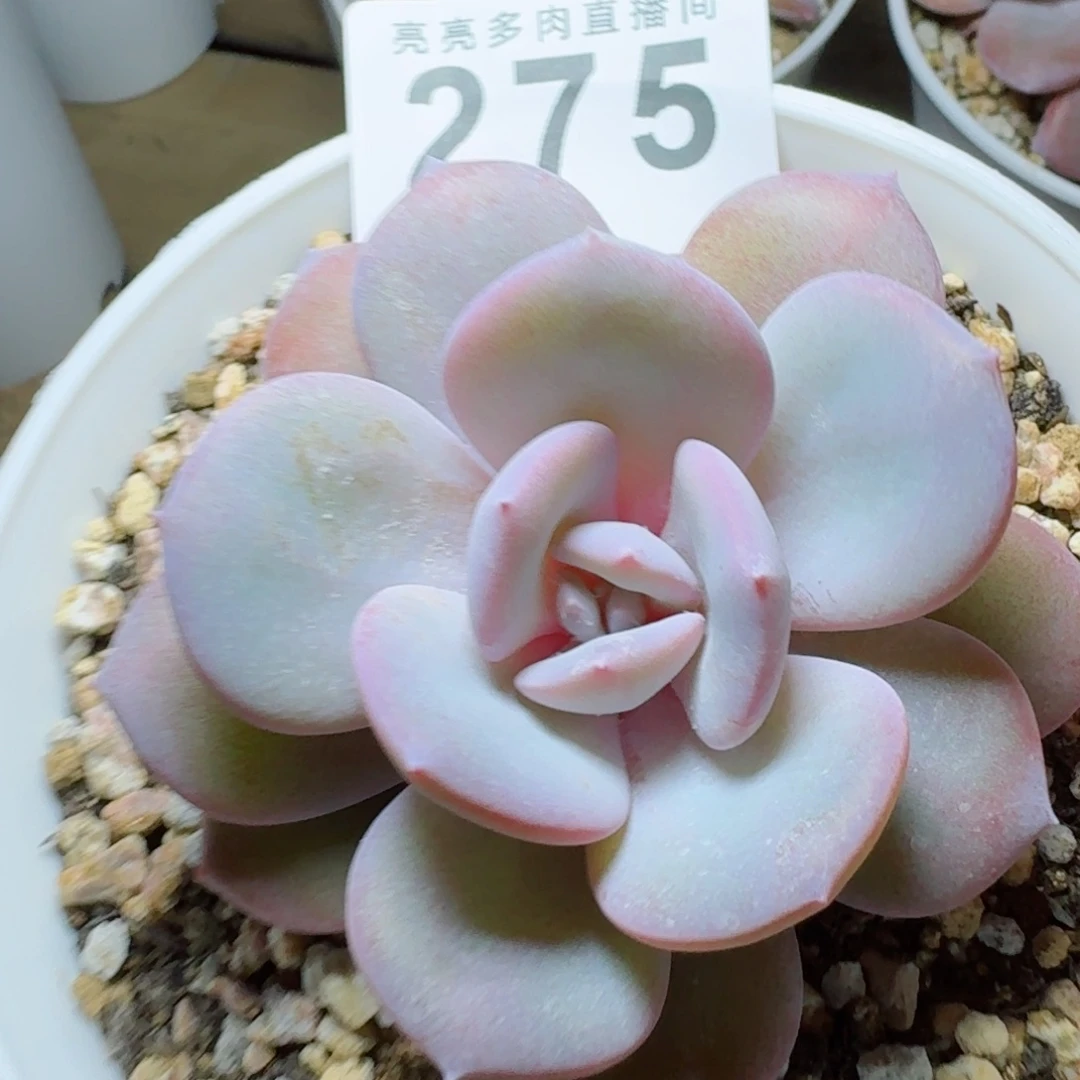 奶茶            精美多肉植物