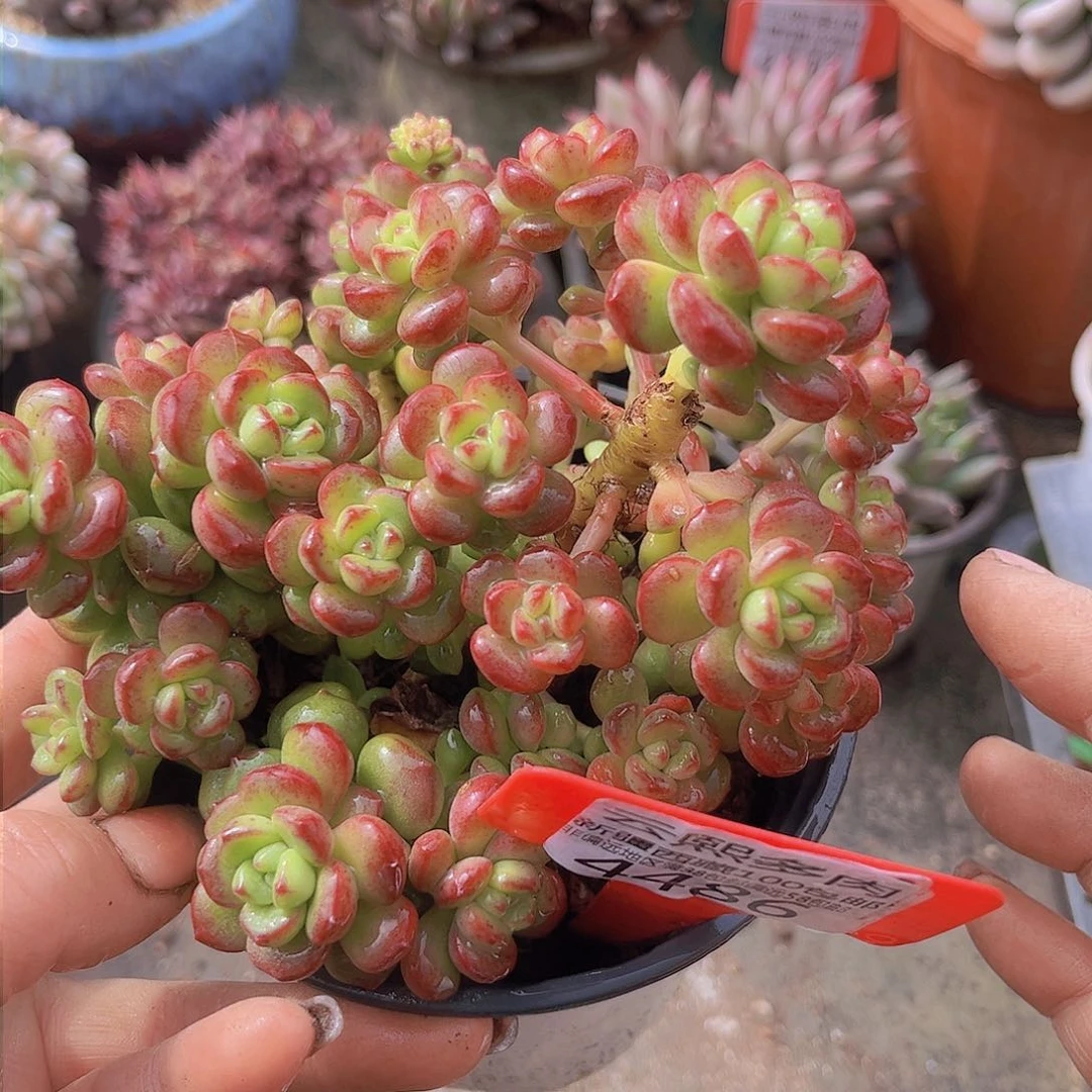 4486丸叶松绿杂。