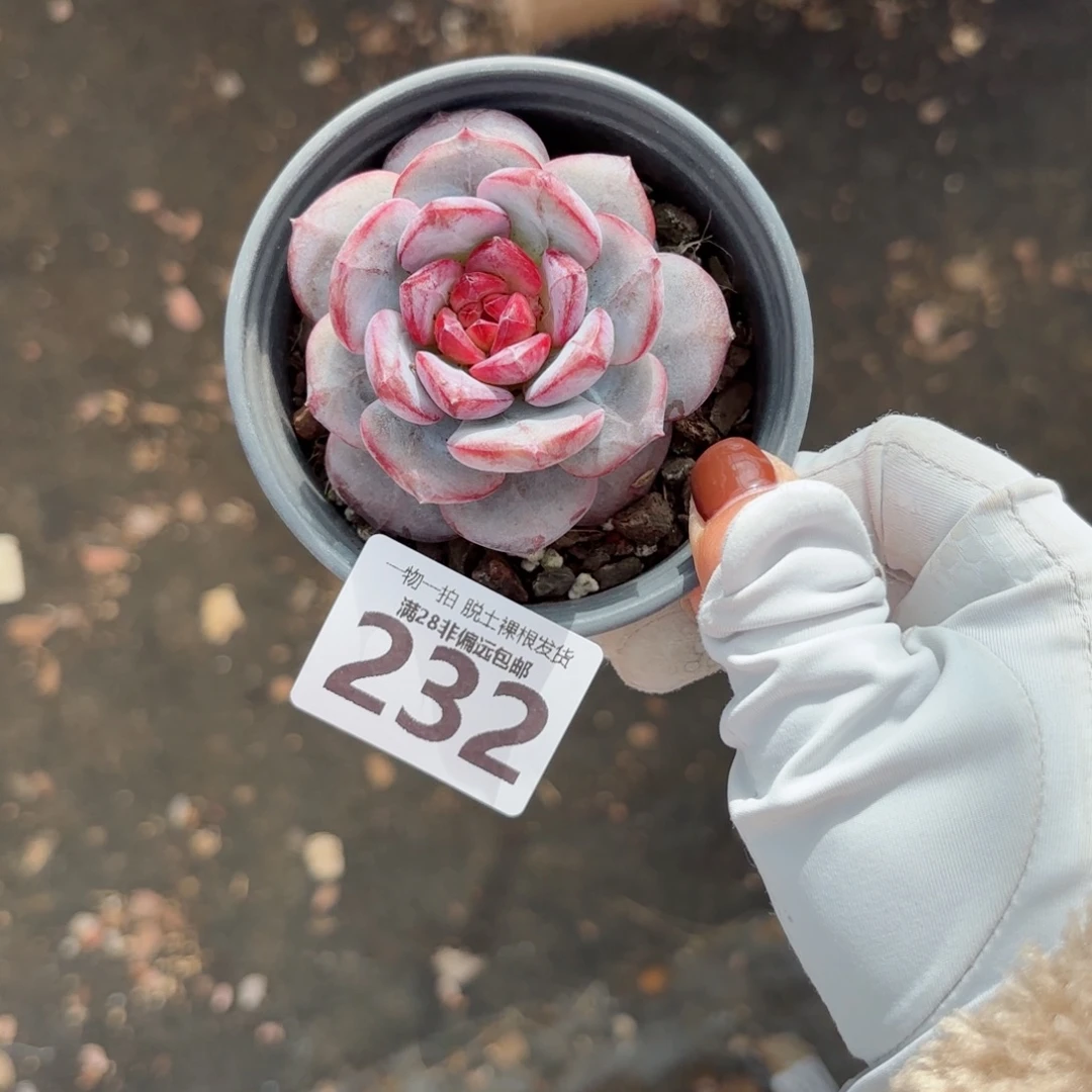 *****猩红之月无盆土发货