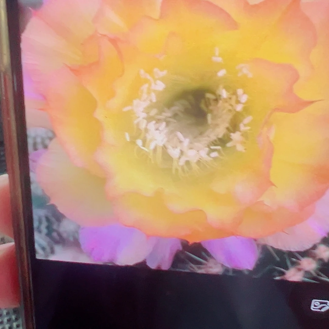 彩草蔓藤花纹  侧芽 满20包邮