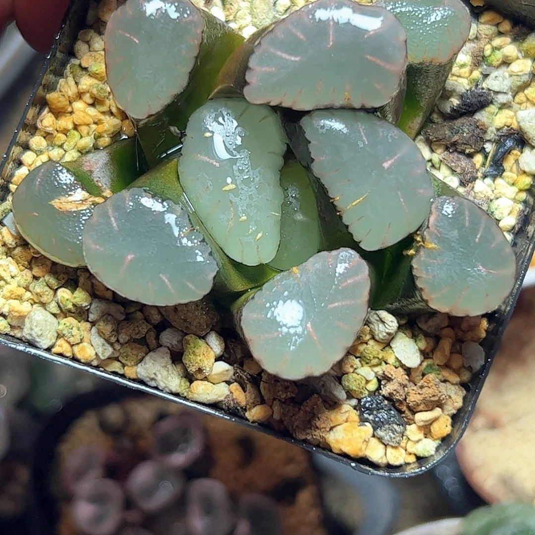 红月亮巨大化十二卷多肉