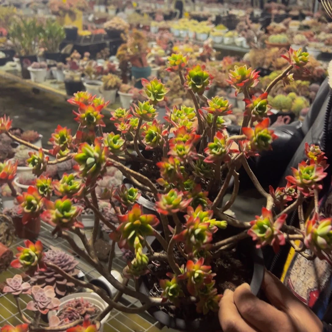 薄化妆飘枝多头两盆