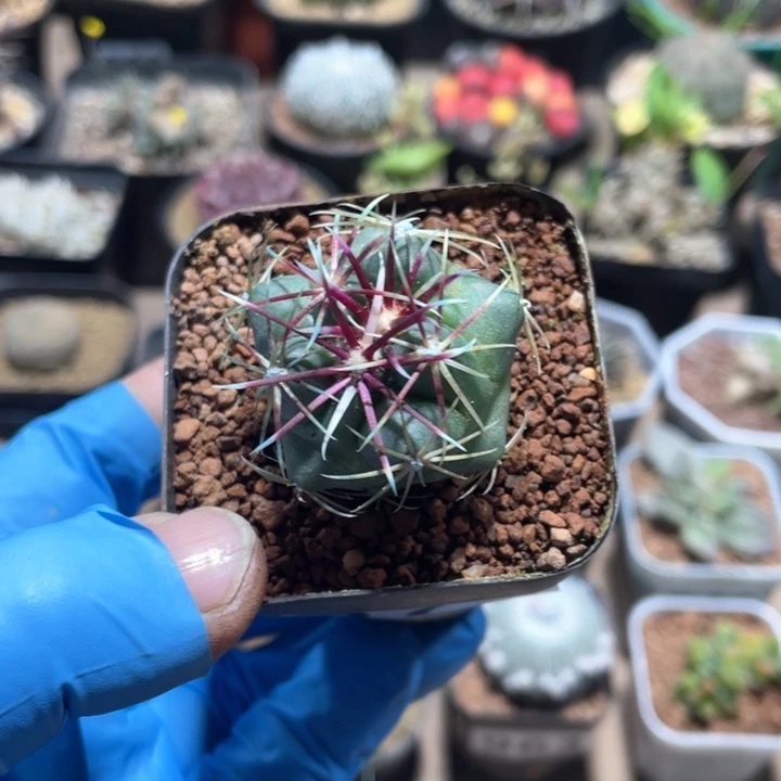 673实生狂刺大红鹰仙人球