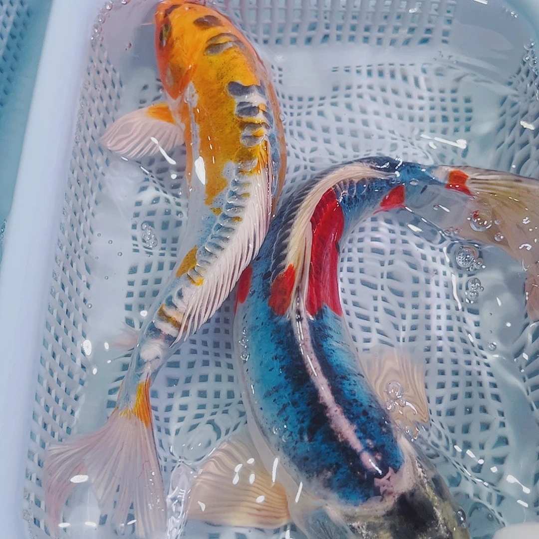 锦鲤锦鲤冷水鱼观赏123