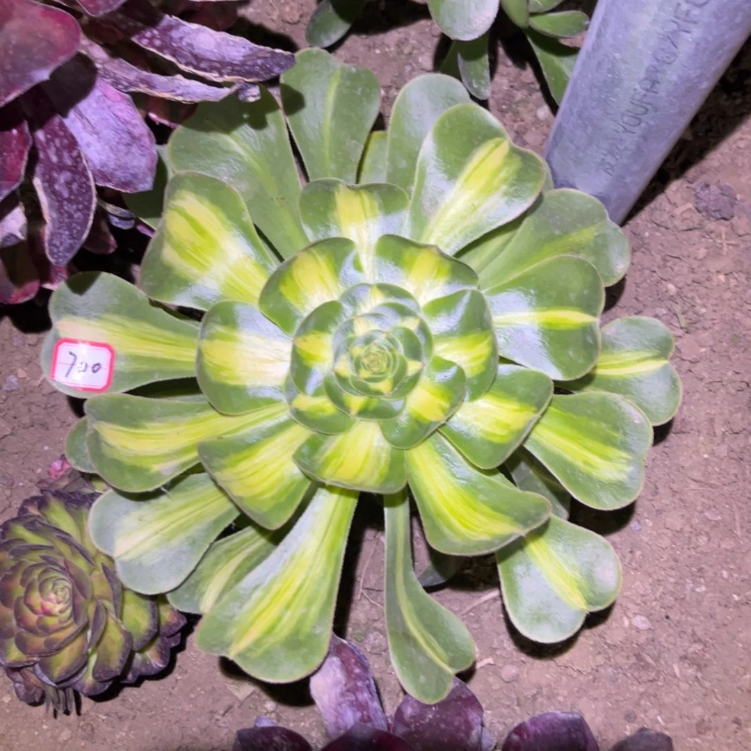 700多肉植物宽锦暴君