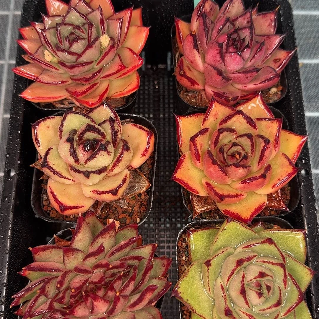 从前慢花园精选0116-278